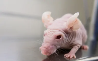 A nude (hairless) mouse, typically used in biomedical and drug discovery research methods that rely on immunodeficient mouse strains.